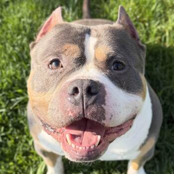 Pit Bull Terrier Dogs Available for Adoption in Jefferson, Wisconsin - Ravioli  | PetCurious