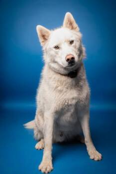 Spectre -  Siberian Husky Dog for Adoption in Boise, Idaho - Spectre | PetCurious