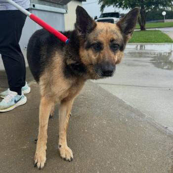Stephanie -  Mixed Breed Dog for Adoption in Columbiana, Alabama - Stephanie | PetCurious