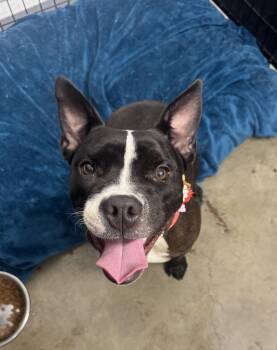 Rescue American Bully and Boston Terrier Dogs for Adoption in Sonora, California - Olive | PetCurious
