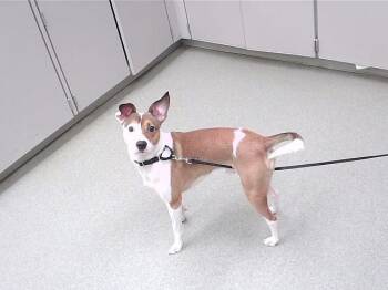 Parson Russell Terrier and Mixed Breed Dogs Available for Adoption - OLIVE | PetCurious