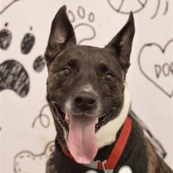 Jiminy Cricket -  Mixed Breed and None Dog for Adoption in Phoenix, Arizona - Jiminy Cricket | PetCurious