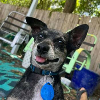 Benito -  Chihuahua and Miniature Pinscher Dog for Adoption in Warren, Rhode Island - Benito | PetCurious
