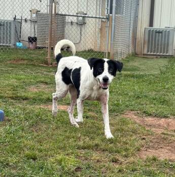 Border Collie and Australian Shepherd Dogs Available for Adoption in Bossier City, Louisiana - Mara | PetCurious
