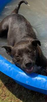Labrador Retriever Dogs Available for Adoption in Chattanooga, Tennessee - Cayenne | PetCurious