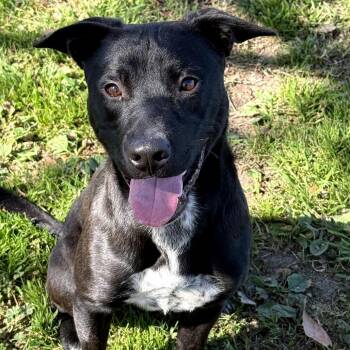 Pit Bull Terrier Dogs Available for Adoption in San Jacinto, California - Funny | PetCurious