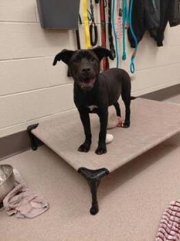 Binky -  Pit Bull Terrier and Mixed Breed Dog for Adoption in Westland, Michigan - Binky | PetCurious