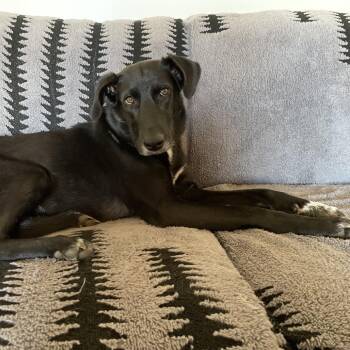 Shepherd and Mixed Breed Dogs Available for Adoption in Jarrettsville, Maryland - Milan | PetCurious