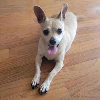 Leroy -  Chihuahua Dog Available for Adoption in Dallas, Texas - Leroy | PetCurious