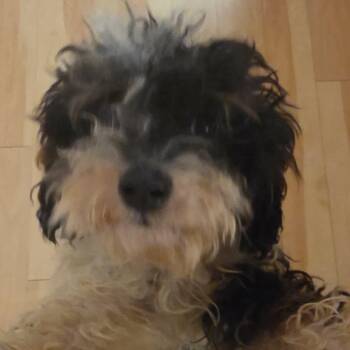 Rescue Poodle Dogs for Adoption in Fulton, New York - Peppermint | PetCurious