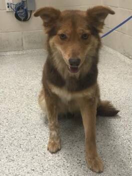 Australian Shepherd and Mixed Breed Dogs Available for Adoption in Conroe, Texas - A427156 | PetCurious