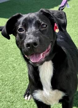 Labrador Retriever Dogs Available for Adoption in Downers Grove, Illinois - Sidecar | PetCurious