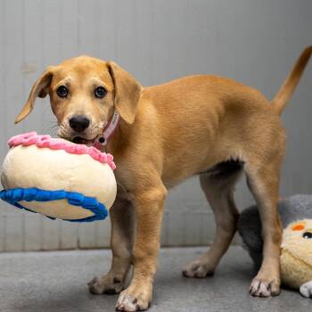 Rhiana -  Black Mouth Cur and Mixed Breed Dog for Adoption in Pawling, New York - Rhiana | PetCurious