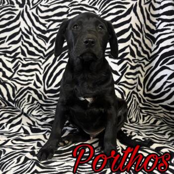 Porthos -  Pit Bull Terrier and Australian Cattle Dog Blue Heeler Dog for Adoption in Hillsboro, Ohio - Porthos | PetCurious