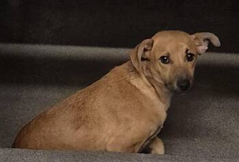 Chihuahua Dogs Available for Adoption - A798898 | PetCurious