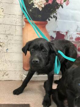 Parson Russell Terrier and Mixed Breed Dogs Available for Adoption in San Bernardino, California - SHAWN | PetCurious