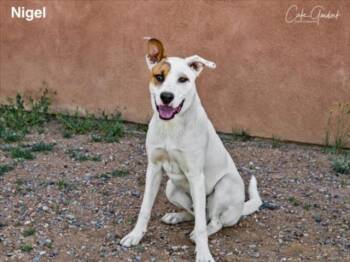 Rescue Mixed Breed Dogs for Adoption in Santa Fe, New Mexico - NIGEL | PetCurious
