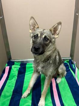 Alley -  Shepherd and Husky Dog for Adoption in Calgary, Alberta - Alley | PetCurious