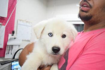 Kado (L596 P4) -  Husky and Tibetan Mastiff Dog for Adoption in Pahrump, Nevada - Kado (L596 P4) | PetCurious