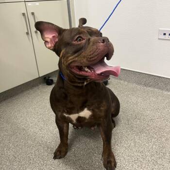 Oceana -  Pit Bull Terrier and Mixed Breed Dog for Adoption in Matteson, Illinois - Oceana | PetCurious