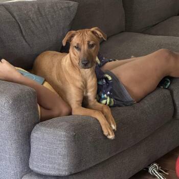 Punkin -  Mixed Breed Dog for Adoption in Cornelius, North Carolina - Punkin | PetCurious