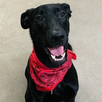 Black Labrador Retriever Dogs Available for Adoption - Wayne | PetCurious