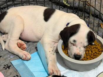Ghost -  Saint Bernard and Great Dane Dog for Adoption in Lewiston, Idaho - Ghost | PetCurious