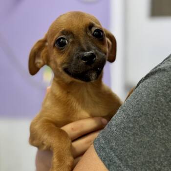 Ivy -  Chihuahua Dog Available for Adoption in Fresno, California - Ivy | PetCurious