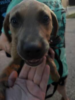 Scooby -  Mixed Breed Dog for Adoption in Cincinnati, Ohio - Scooby | PetCurious