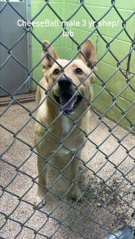 CheeseBall -  Labrador Retriever and German Shepherd Dog Dog for Adoption in Fort Payne, Alabama - CheeseBall | PetCurious
