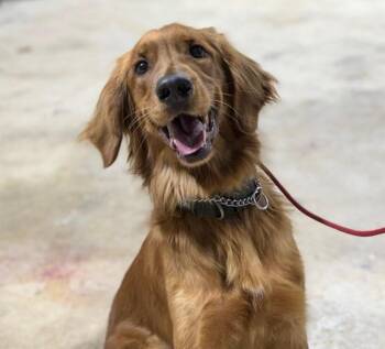 Huckleberry -  Golden Retriever and Mixed Breed Dog for Adoption in San Antonio, Texas - Huckleberry | PetCurious