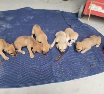 Rescue Mixed Breed Dogs for Adoption in Palm City, Florida - COUNTRY CREW PUPPIES | PetCurious
