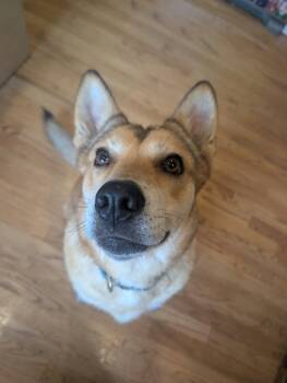 John Wick -  Chow Chow Dog for Adoption in Magnolia, Texas - John Wick | PetCurious