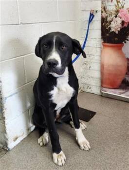 Great Dane and Pit Bull Terrier Dogs Available for Adoption in San Bernardino, California - SAPPHIRE | PetCurious