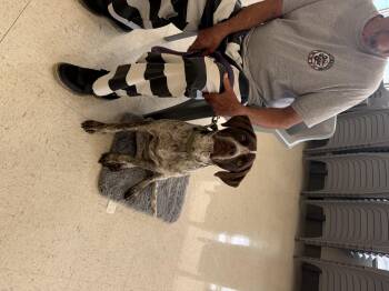 German Shorthaired Pointer Dogs Available for Adoption in Semmes, Alabama - Nova | PetCurious