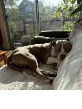Pit Bull Terrier and Boxer Dogs Available for Adoption in Roseville, California - Juliet | PetCurious