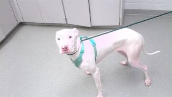 ALTHEA -  Weimaraner and Mixed Breed Dog for Adoption in Omaha, Nebraska - ALTHEA | PetCurious