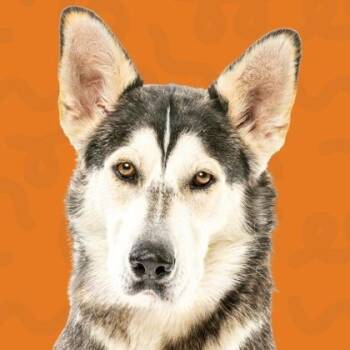 Husky Dogs Available for Adoption in Reno, Nevada - Jessica | PetCurious