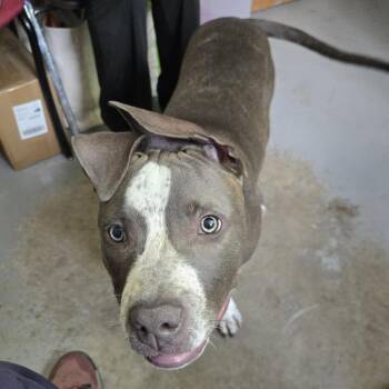 Sunny Day -  Pit Bull Terrier Dog for Adoption in Austin, Texas - Sunny Day | PetCurious