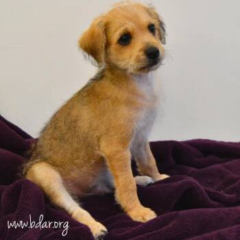 Jack -  Terrier and Chihuahua Dog for Adoption in Cheyenne, Wyoming - Jack | PetCurious