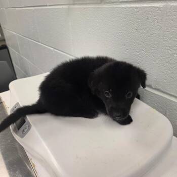 Tidal Creek (yellow collar) -  Mixed Breed Dog for Adoption in Chattanooga, Tennessee - Tidal Creek (yellow Collar) | PetCurious