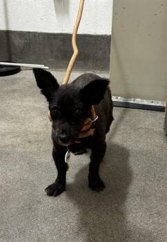 SISSI -  Chihuahua and Mixed Breed Dog for Adoption - SISSI | PetCurious