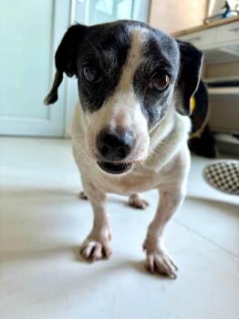 Melissa -  Chihuahua and Dachshund Dog for Adoption in New York, New York - Melissa | PetCurious