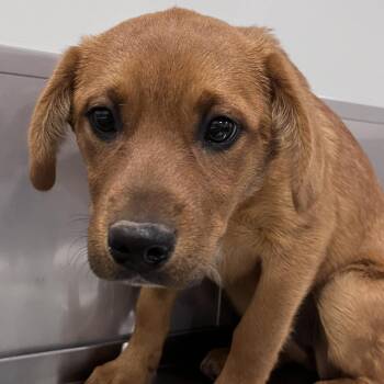 Labrador Retriever and Cattle Dog Dogs Available for Adoption in Washburn, Missouri - Taft | PetCurious