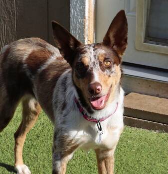 Australian Shepherd and Australian Cattle Dog Blue Heeler Dogs Available for Adoption in Southlake, Texas - Zoey | PetCurious