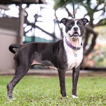 Pit Bull Terrier and Mixed Breed Dogs Available for Adoption in Honolulu, Hawaii - Artoise | PetCurious