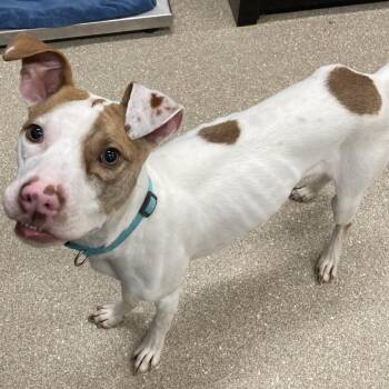 Pit Bull Terrier Dogs Available for Adoption - Rockey | PetCurious