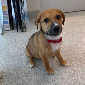 Hound Dogs Available for Adoption - Colin | PetCurious