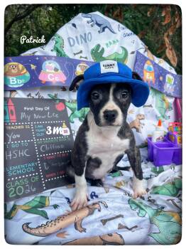 Patrick -  American Staffordshire Terrier Dog for Adoption in Sebring, Florida - Patrick | PetCurious