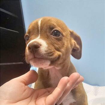 Henrietta -  Mixed Breed Dog for Adoption in Hendersonville, North Carolina - Henrietta | PetCurious